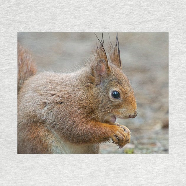 Red squirrel, Formby, England by millroadgirl